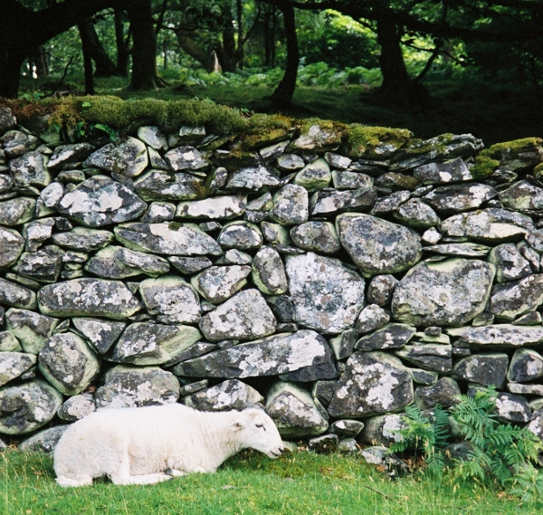 acts_as_agile_stone_wall_600_569.JPG